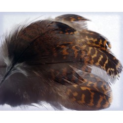 Grouse feathers